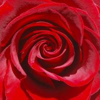 RED ROSE RED ROSE